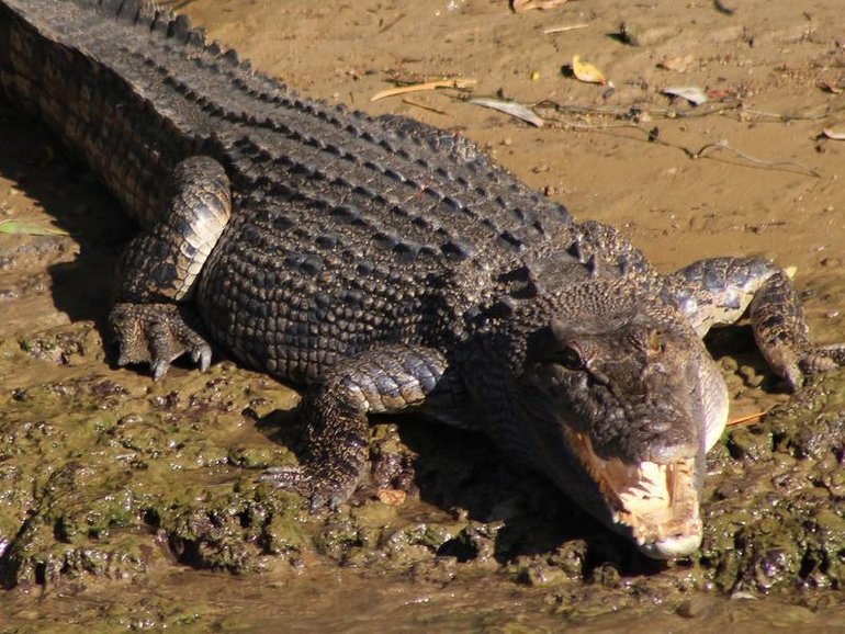 A US influencer has been posting videos showing him wrestling freshwater and saltwater crocs.
