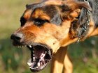 Three people and a police officer were injured in a dog attack in Sydney’s west. 