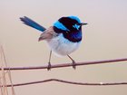 A bitterly cold winter has been blamed for a sharp decline in Canberra's superb fairywren numbers. (PR IMAGE PHOTO)