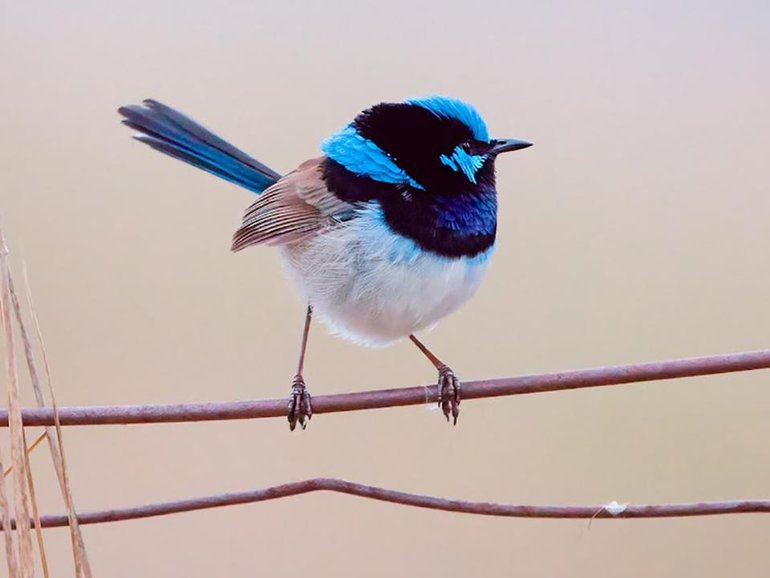 A bitterly cold winter has been blamed for a sharp decline in Canberra's superb fairywren numbers. (PR IMAGE PHOTO)