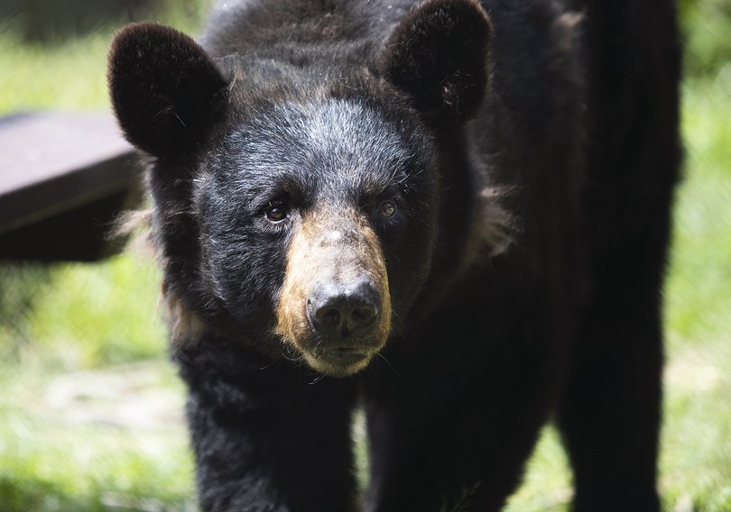 Black Bear. (Staff photo by Derek Davis/Portland Press Herald via Getty Images)