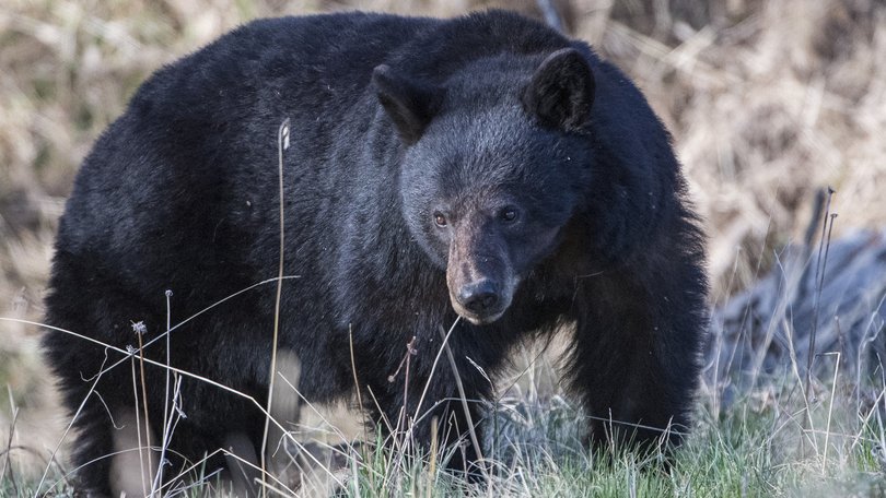 A Black bear forages (Stock photo by Jonathan Newton/Getty Images)