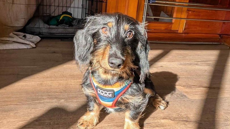 RJ’s owner Liam said without their pet insurance, they may have been had to put their puppy down.