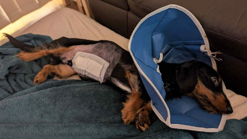 RJ’s total vet visits amounted to approximately $23,000, more than his owners could have afforded without pet insurance.