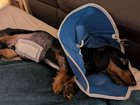 RJ’s total vet visits amounted to approximately $23,000, more than his owners could have afforded without pet insurance.