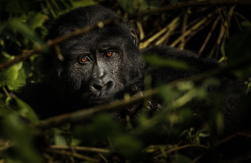 A female mountain gorilla in Bwindi Impenetrable Forest, Uganda.