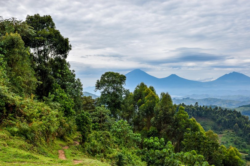 Bwindi National Park in Uganda. 