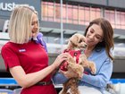 Virgin Australia has launched the nation’s first Pets in Cabin flights. NewsWire / Carly Ravenhall