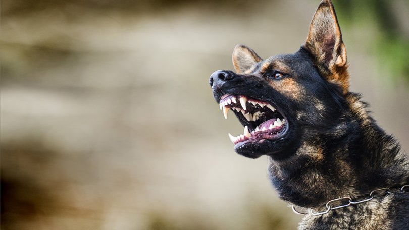 NSW have seen a significant increase in dog attacks over the past year.
