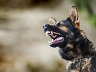 NSW have seen a significant increase in dog attacks over the past year.