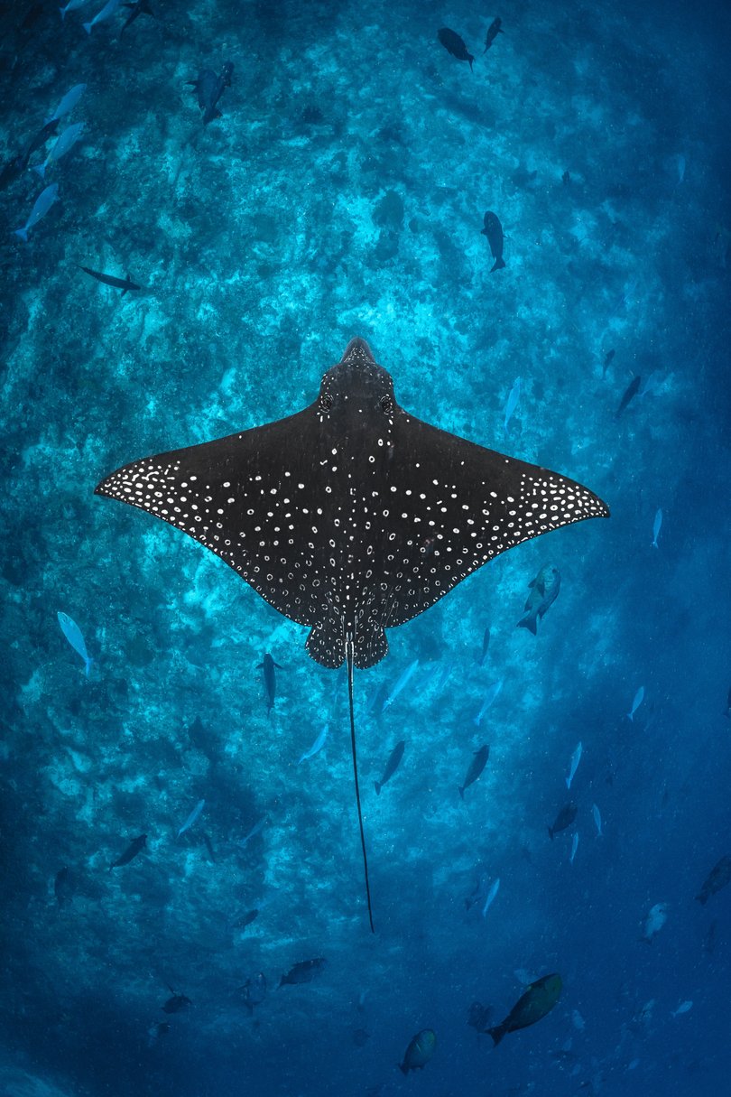 Spotted eagle ray at the Maldives.