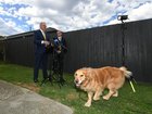 Anthony Albanese is gatecrashed by a golden retriever while spruiking his energy policy.