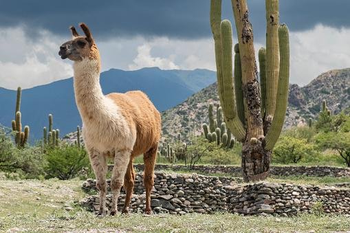 A llama takes a break from the hot desert sun in a shadow of a cactus in Tucumán, Quilmes.