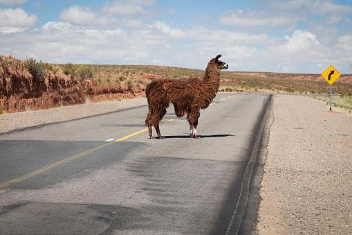 A llama in the middle of the road leading to Bolivia.
