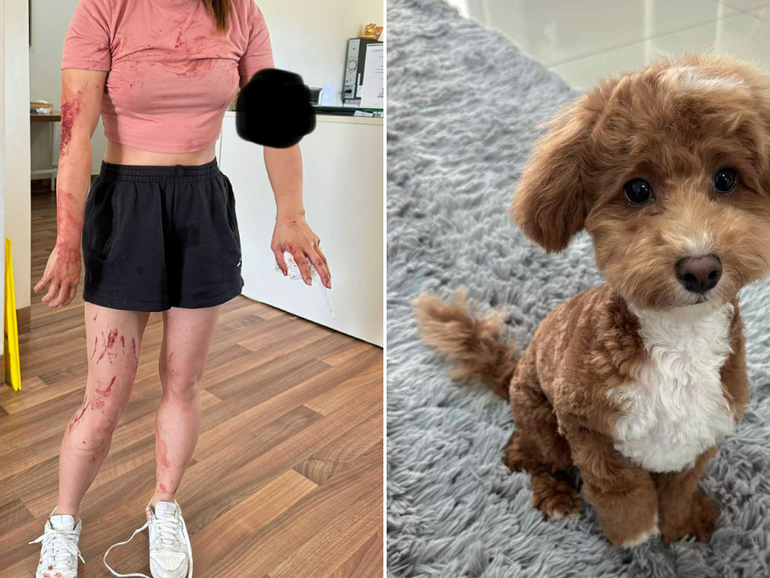 A five-month-old puppy has been mauled to death by three off-leash dogs.