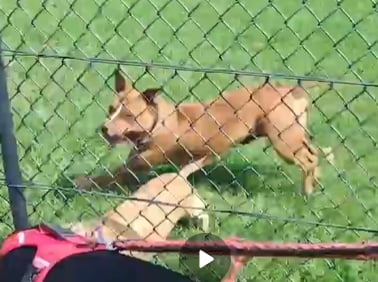 Other dog owners took photos of the man’s dogs before.