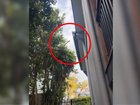 ‘Wish it was fake’: Python filmed reaching from tree into roof of Queensland home.