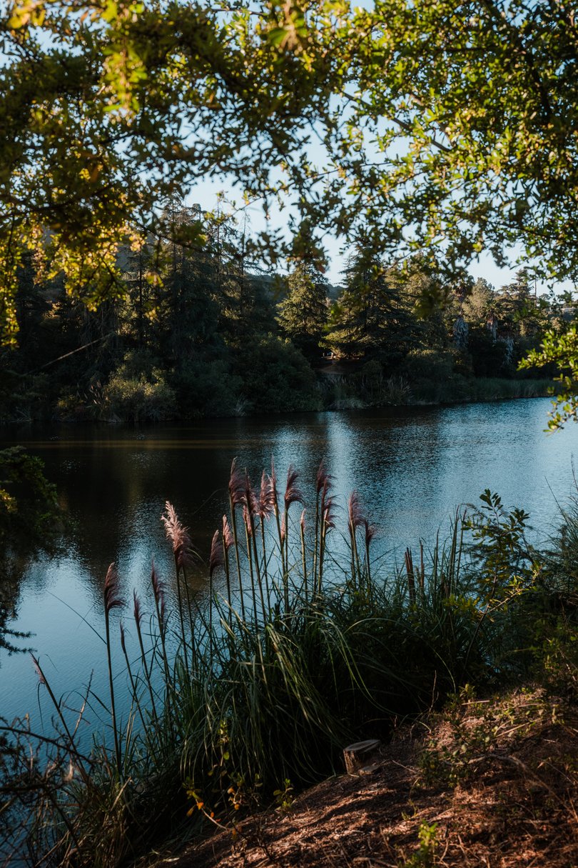 Franklin Canyon Reservoir, which sits in a 605-acre park featuring grasslands, duck ponds and hiking trails just above Beverly Hills in Los Angeles.