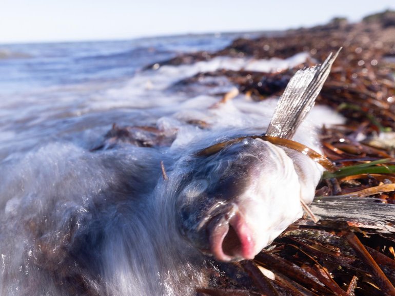 The bloom has killed thousands of marine wildlife since it was first detected in March this year. Great Southern Reef Foundation