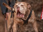 Savannah Bentham was killed by her family’s pet dog.