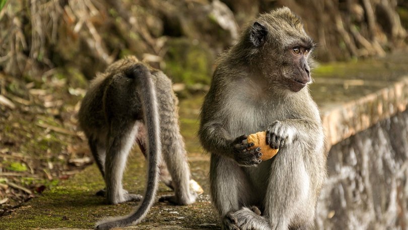 The young girl was attacked at the Ubud Monkey Forest.