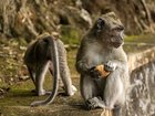 The young girl was attacked at the Ubud Monkey Forest.