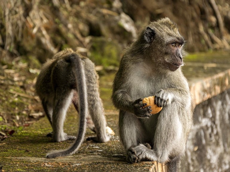 The young girl was attacked at the Ubud Monkey Forest.