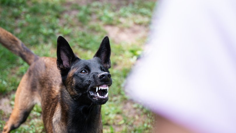 A father and daughter were attacked by a Belgian Malinois.