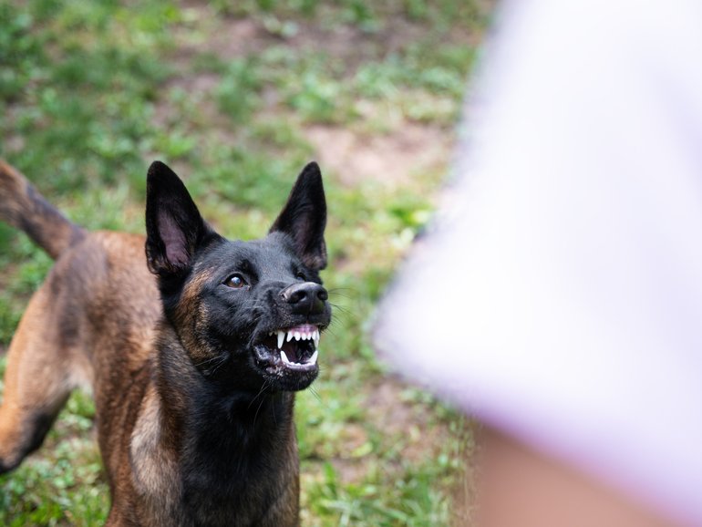 A father and daughter were attacked by a Belgian Malinois.