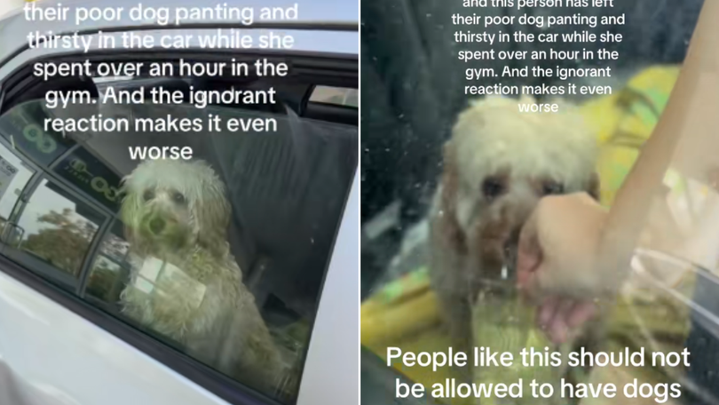 The dog was left panting and thirsty in the car.