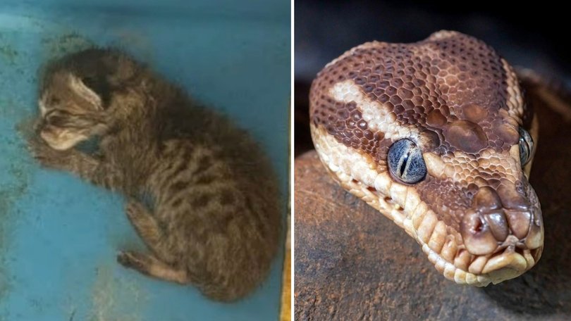 A teacher has been sanctioned after telling students the kitten had been fed to one of her snakes.