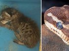 A teacher has been sanctioned after telling students the kitten had been fed to one of her snakes.