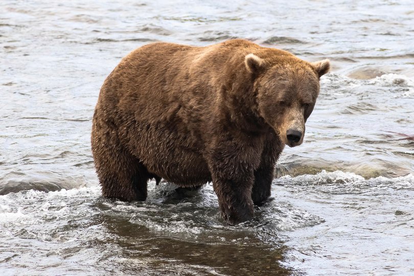 Runner-up bear 856 at the Katmai National Park and Preserve in Alaska on September 13, 2025.