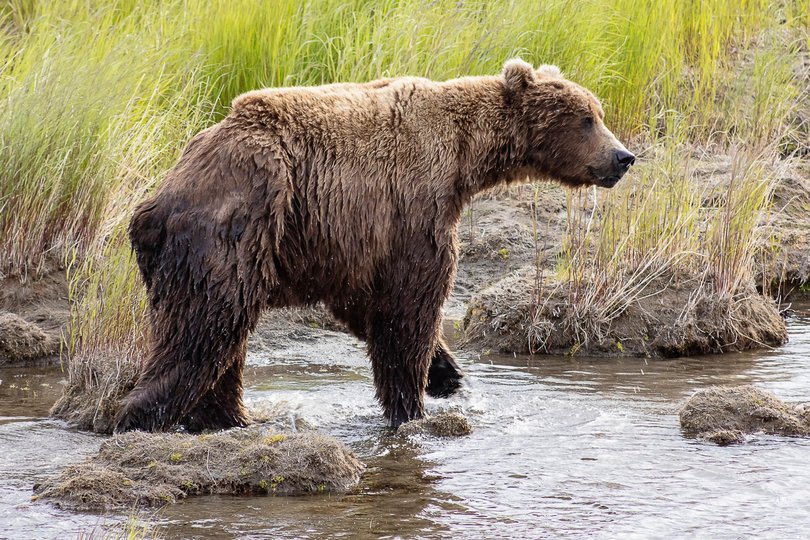 Runner-up bear 856 in June 2025.