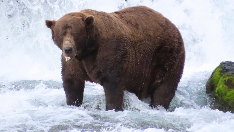 Veteran 32 “Chunk” is the 2025 Fat Bear Week champion.