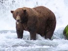 Veteran 32 “Chunk” is the 2025 Fat Bear Week champion.