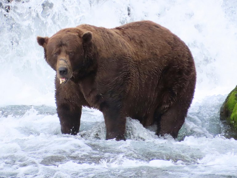 Veteran 32 “Chunk” is the 2025 Fat Bear Week champion.