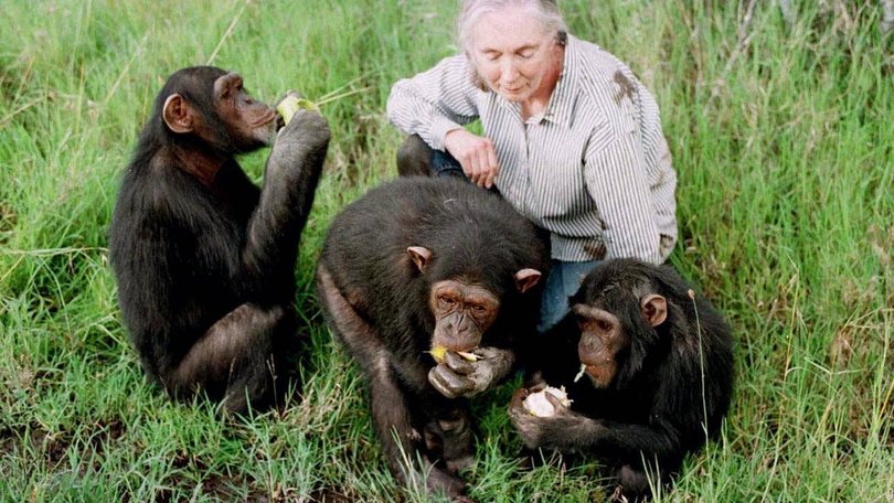 Jane Goodall observes Tess, 5 or 6 years old, left, Sophie, 7 , center, and Bahati, 3, eating at the Sweetwaters Chimpanzee Sanctuary near Nanyuki, 170 kms (110 miles) north of Nairobi Sunday December 6, 1997.  When young, orphaned chimps first come to the sanctuary, they are given lots of affection to compensate for the loss of their mothers. Jane Goodall, 64, who spent three decades studying chimpanzees, advocates animal rights, raising money for chimpanzee sanctuaries and doing conservation work.