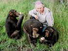 Jane Goodall observes Tess, 5 or 6 years old, left, Sophie, 7 , center, and Bahati, 3, eating at the Sweetwaters Chimpanzee Sanctuary near Nanyuki, 170 kms (110 miles) north of Nairobi Sunday December 6, 1997.  When young, orphaned chimps first come to the sanctuary, they are given lots of affection to compensate for the loss of their mothers. Jane Goodall, 64, who spent three decades studying chimpanzees, advocates animal rights, raising money for chimpanzee sanctuaries and doing conservation work.
