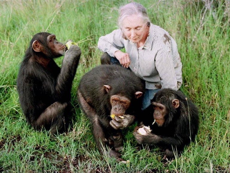Jane Goodall observes Tess, 5 or 6 years old, left, Sophie, 7 , center, and Bahati, 3, eating at the Sweetwaters Chimpanzee Sanctuary near Nanyuki, 170 kms (110 miles) north of Nairobi Sunday December 6, 1997.  When young, orphaned chimps first come to the sanctuary, they are given lots of affection to compensate for the loss of their mothers. Jane Goodall, 64, who spent three decades studying chimpanzees, advocates animal rights, raising money for chimpanzee sanctuaries and doing conservation work.