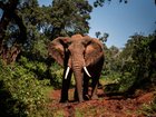 Noi Songkroh was killed by an elephant in Thailand. 