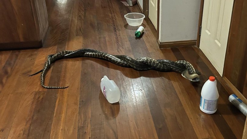 Experts advise not to intervene in snake fights and call professional handlers to remove them. (PR IMAGE PHOTO)