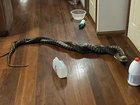 Experts advise not to intervene in snake fights and call professional handlers to remove them. (PR IMAGE PHOTO)