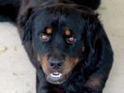 A dog has been euthanized after it was allegedly assaulted by a group of people while it was tied to a tree.