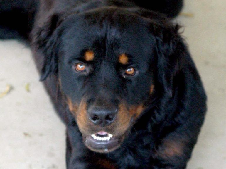 A dog has been euthanized after it was allegedly assaulted by a group of people while it was tied to a tree.