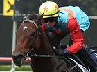World No.1 sprinter Ka Ying Rising has turned in a solid — but hardly eye-catching — run in his barrier trial at Randwick on Tuesday.