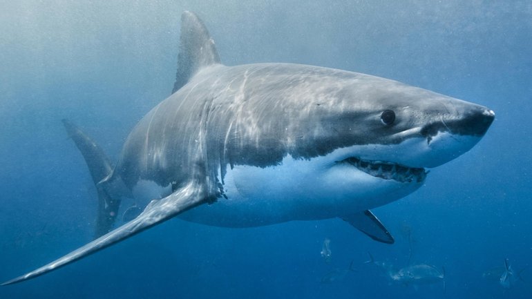 A man attacked by a shark at a tourist area has miraculously driven himself to hospital for emergency treatment.