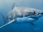 A man attacked by a shark at a tourist area has miraculously driven himself to hospital for emergency treatment.