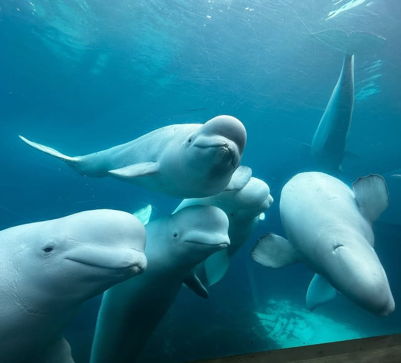 Marine mammals that are bred in captivity have low prospects of survival