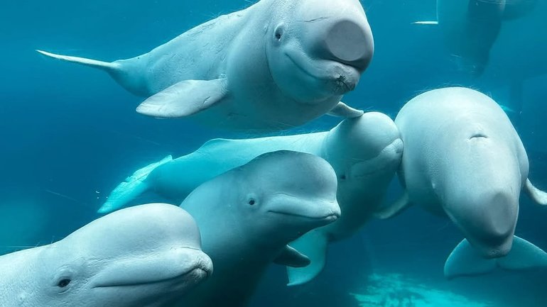 Marineland, a once popular tourist attraction in Niagara Falls, is threatening to euthanise 30 Beluga whales. 